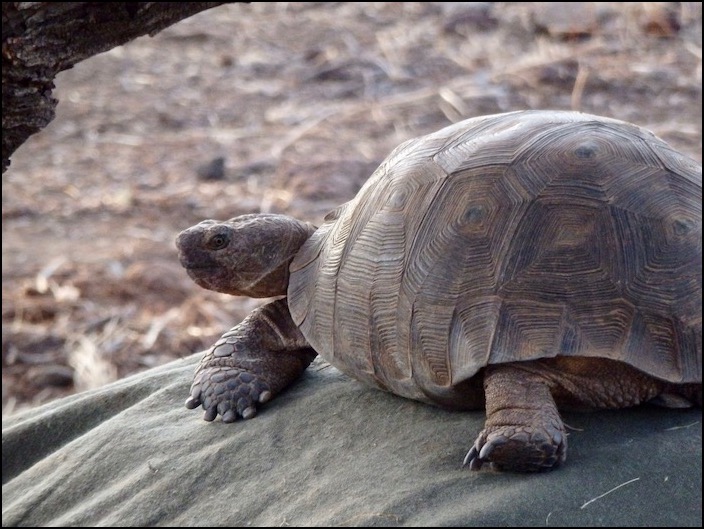 Sonoran Desert Tortoise on top of burrow